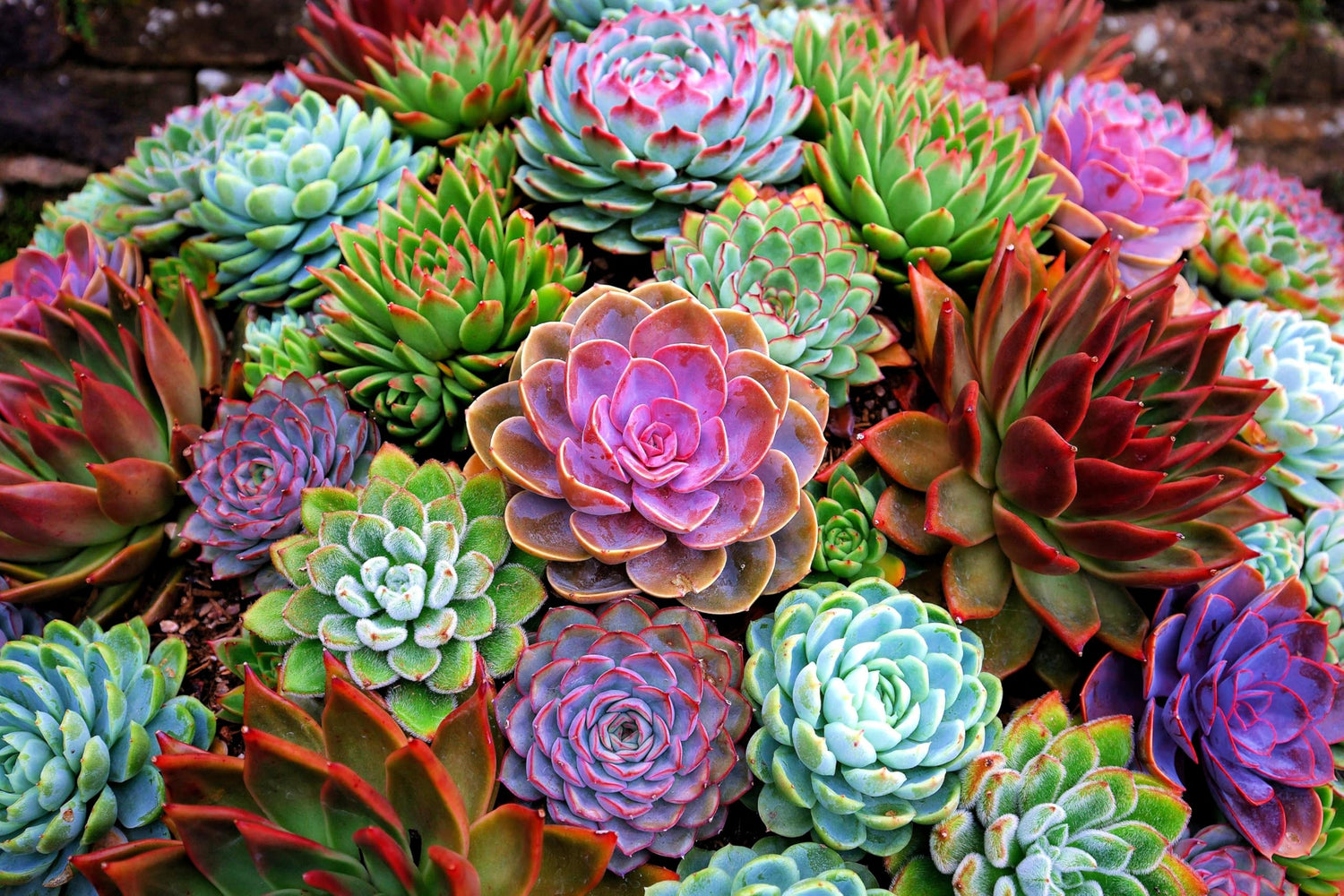 Echeveria Species Succulent Seeds Mix (30 Seeds) - Grow Exotic Succulent Cacti