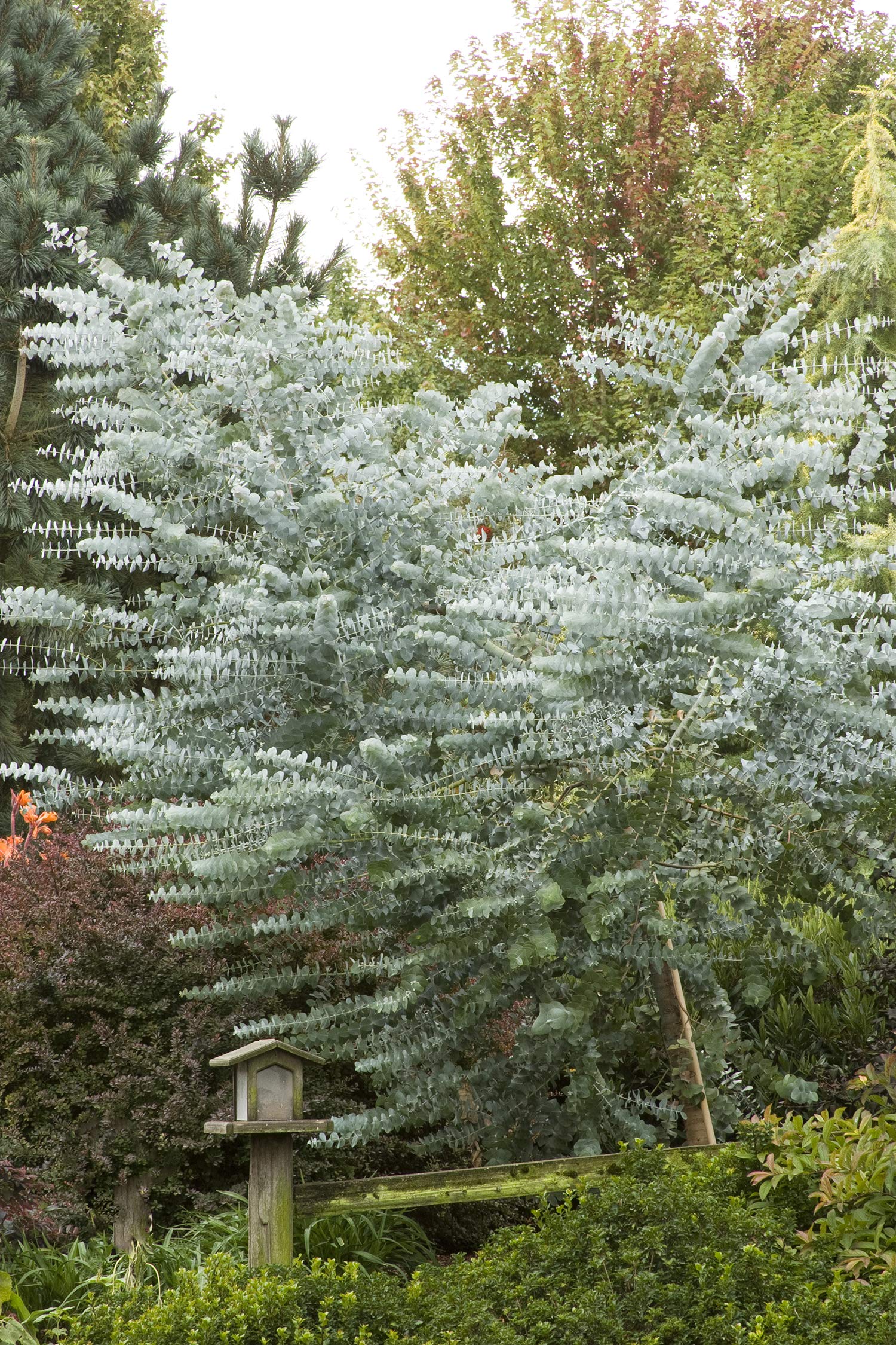 Eucalyptus Silver Dollar Seeds -Houseplant or Outdoor