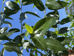 4 Peach Leaf Willow Tree Cuttings - Grow 4 Rare Bay Leaf Willow Trees