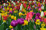 "Stunning Spring" Bulb Pack - 50 Bulbs, Tulips and Daffodils - Easy to Grow - Made in USA, Ships from Iowa