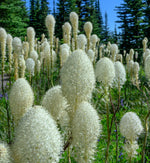 Bear Grass Seeds for Planting - 30 Seeds - Xerophyllum tenax - Exotic Flowering Grass Seeds