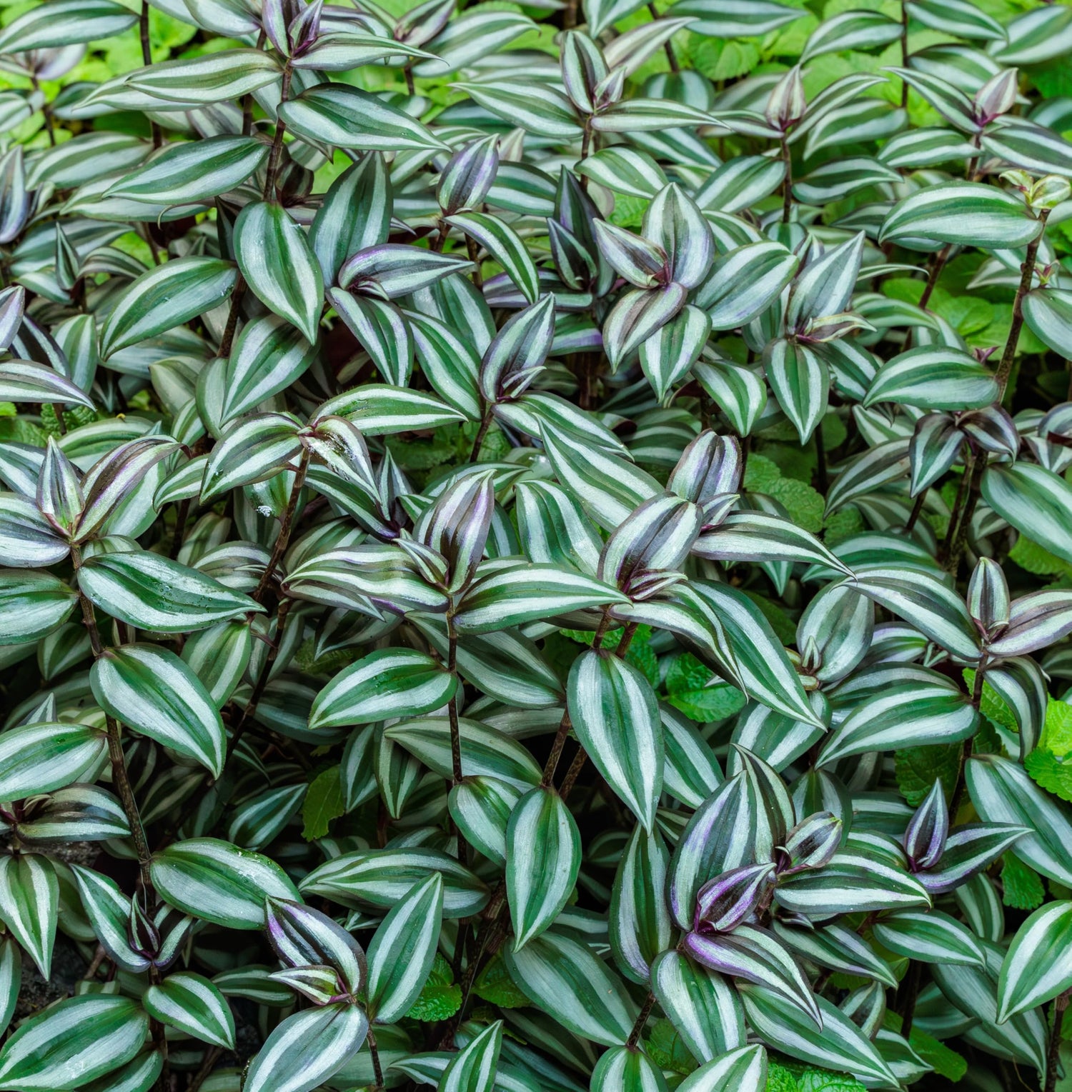4 Tradescantia Spiderwort Cuttings to Grow - Easy to Grow Wandering Jew, Wandering Dude