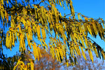 30 Hazel Alder Tree Seeds for Planting - Alnus incana rugosa