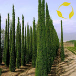 Italian Cypress Cupressus Sempervirens Stricta 10,25,50,100 Seeds