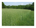 10 lb Wrens Abruzzi Cereal Rye Seed Non-GMO Grain Deer Food Plot Winter Grazing Cattle Game Wildlife Seeds by JL Missouri Parts