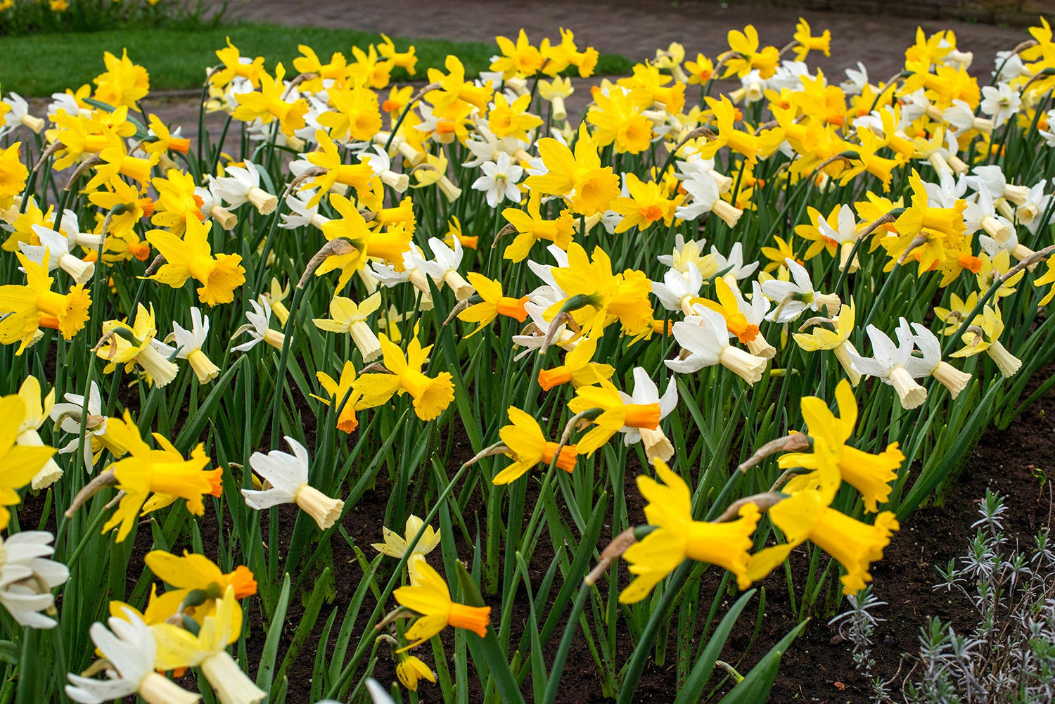 Daffodil Bulbs- Fragrant Mix, Large Bulb Size! 14-16 cm, Perennial,