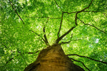 American Beech Tree Seedling for Planting - Attractive and Hardy Trees (1 Seedling)