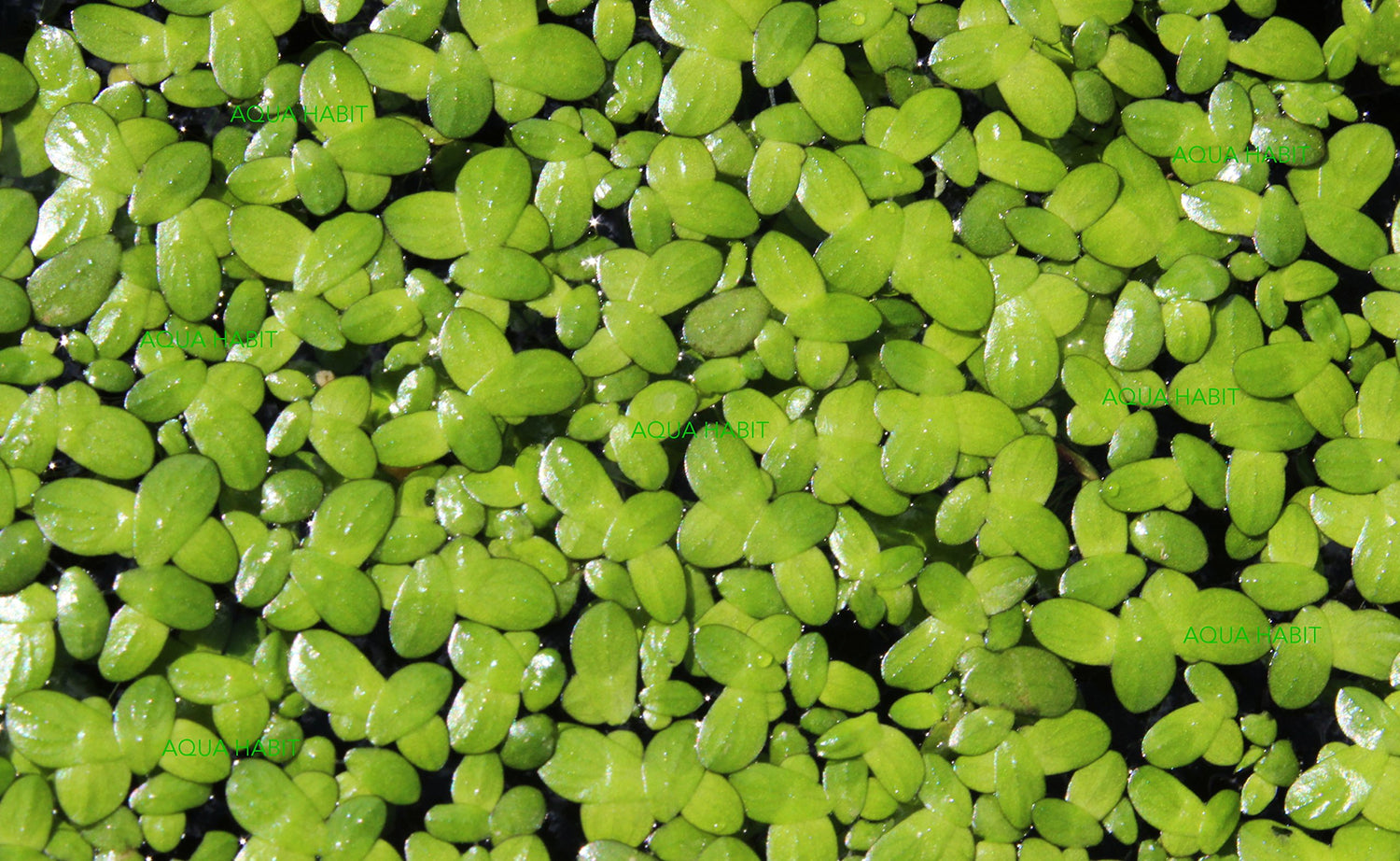 Duckweed (Lemna Minor) - 100/200/500 Live Plants by Aqua Habit