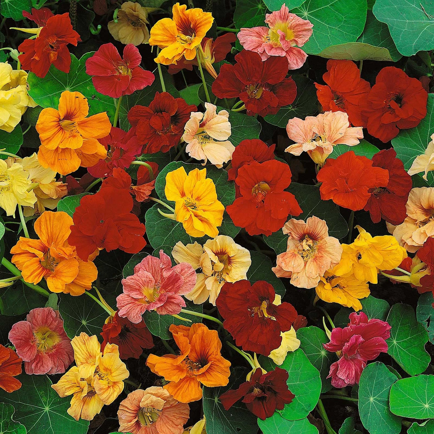 Dwarf Jewel Mix Nasturtium for Planting - Attractive Mixed Color Blooming Vine -