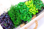 Microgreens Mix - Basil, Onion, Radish, Alfalfa, Wheatgrass - 5 of The Best Microgreens to Grow
