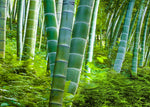 200+ Bamboo Seeds for Planting | Exotic and Fast Growing | Ships from Iowa, USA | Landscaping, Privacy, Indoor or Outdoor (Giant Bamboo)
