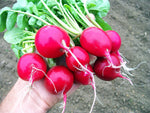 Cherry Belle Radish | 100+ Seeds | Grow Your Own Food, Delicious