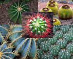 50 Ferocactus Species Mix Seeds - Barrel Shaped Cacti - Ships from Iowa, USA - Grow Exotic Cacti Succulent