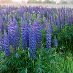 Blue Lupine Flower Seeds - 200+ Seeds - Easy to Grow Wildflower
