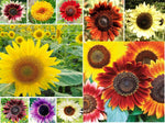 1,000+ Sunflower Seeds for Planting - Jumbo Mix Pack - 15+ Varieties - (Helianthus annuus) - Non-GMO Seeds