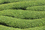 Tea Tree Seeds for Planting - 6 Seeds of Camellia Sinensis Herb Seeds - Made in USA, Ships from Iowa. Tea Tree