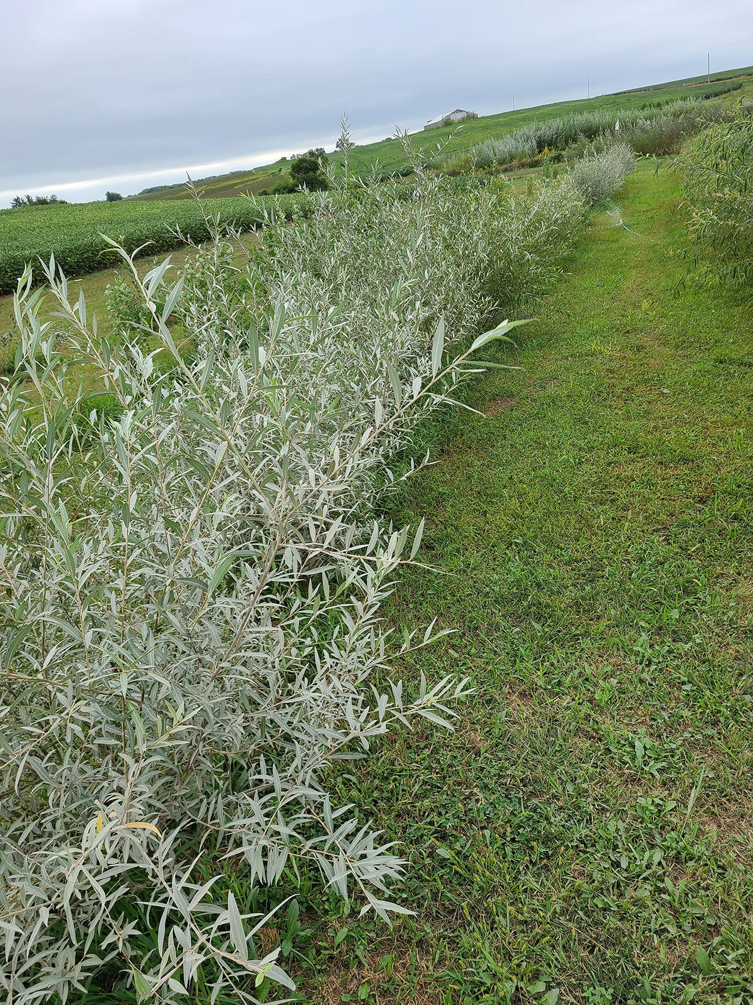 Edelweiss Willow Tree Cutting to Grow - Fast Growing Hedge or Shade. Stunning White Leafs