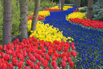 "Magical Summer" Flower Garden - 30 Bulbs - 10 Tulips, 10 Daffodil and 10 Blue Muscari - Ships from Iowa, USA