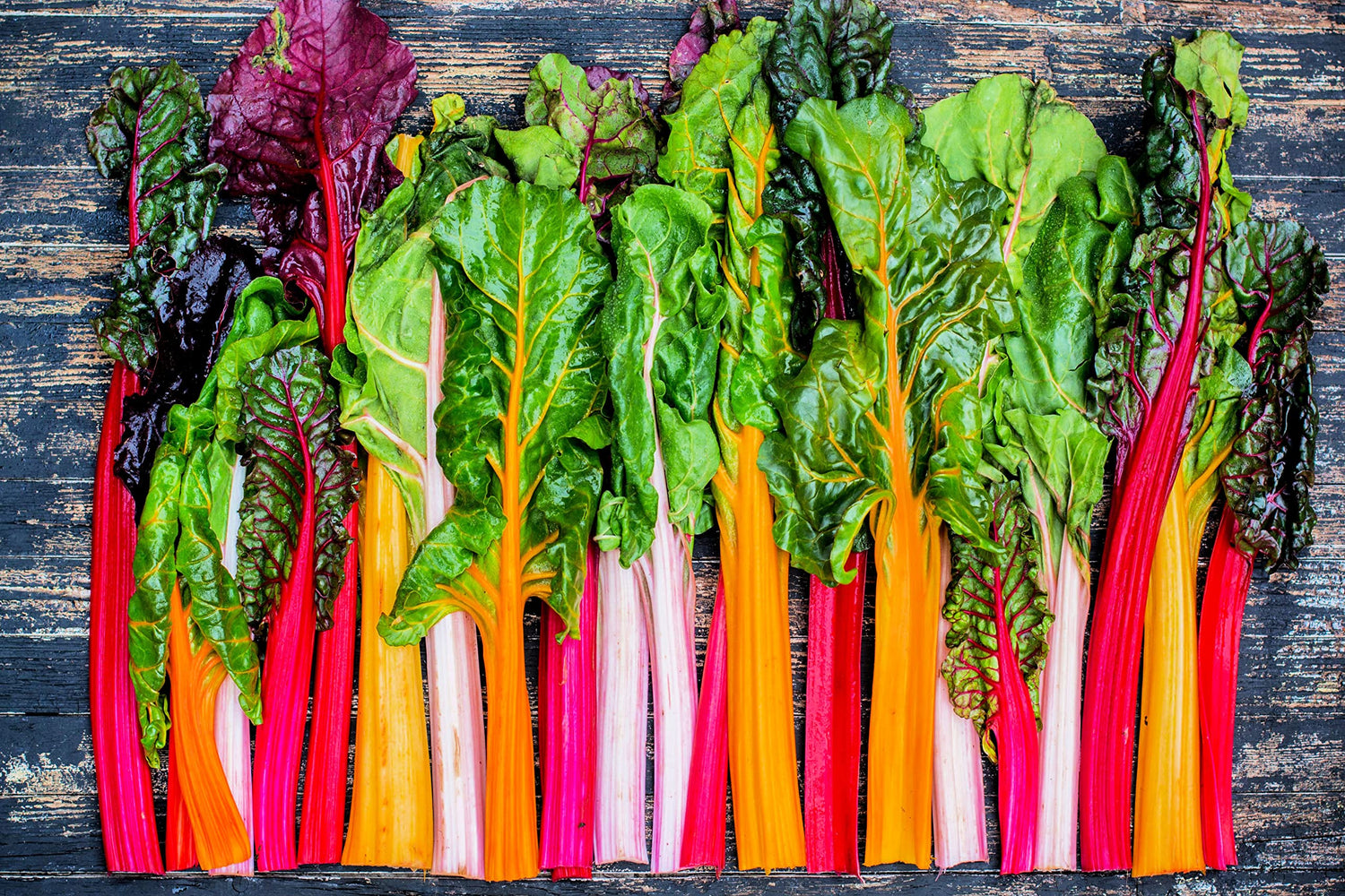 Bright Lights Swiss Chard Seeds for Planting - 200+ Seeds - Rare Colorful Garden Vegetable Seeds