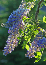 American Wisteria Seeds - Wisteria Vine with Scented Purple Flowers from Madison, WI