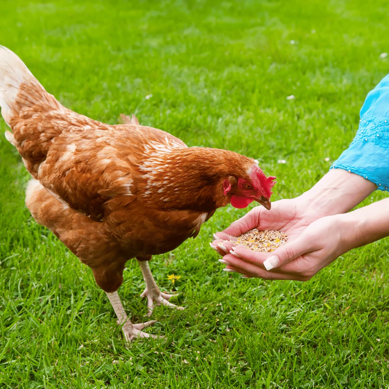 Chickens