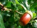 10 Red Oak Tree Seeds!