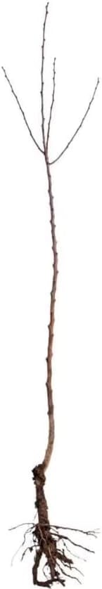 5 Paw Paw Trees - 6-12" Tall Live Plants - Common Indian Banana Trees - Asimina triloba