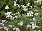 MANCAN BUCKWHEAT 5 Lb Cover Crop - Wild Life and Game Attactant - Bee Pollinator