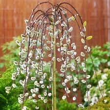 Weeping Pussy Willow Tree Cuttings to Plant - Grow Stunning Weeping Catskin Willow Trees (2 Cuttings)