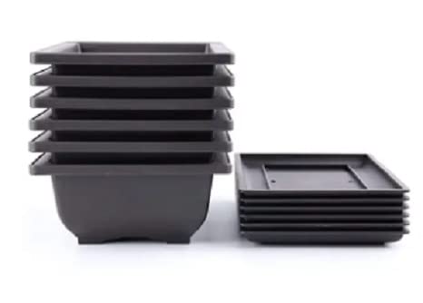 CZ Grain 6 Inch Bonsai Pots and Drip Trays - Starter Bonsai Pots, Small Bonsai Pots