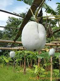 20 Wax Gourd Seeds for Planting - Ships from Iowa, USA - Grow White Asian Melons
