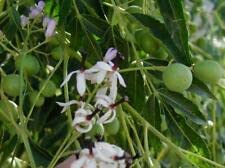 yunakesa Melia Azedarach | Chinaberry Tree | Syringa Berry Tree | Cape Lilac | 10 Seeds, Gardening and Planting