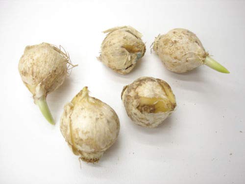 15 Allium Purple Sensation Bulbs Blooms Mid Spring 10/12 cm Bulbs Rare
