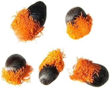 10 Seeds of Orange Bird of Paradise Flower fpr Planting - Great Indoor Tropical Plant or Bonsai - Strelitzia Reginae
