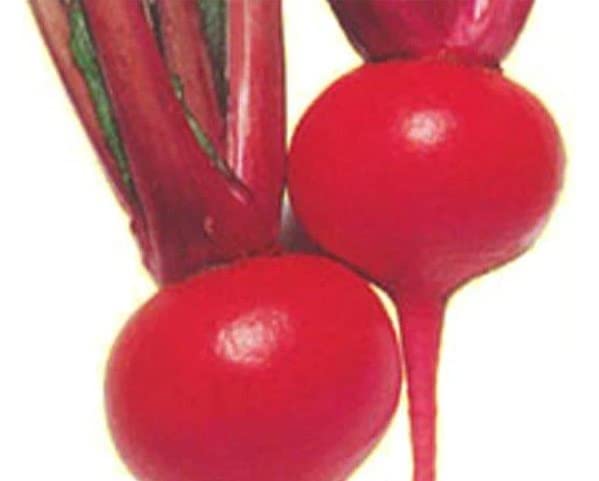 Red Round Turnip Seeds for Planting - 100 Seeds - Exotic Heirloom Garden Seeds