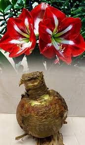 Amaryllis Flower Large Bulb, White Red Amaryllis Bulb for Planting Growing Indoor Outdoor