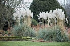 Giant White Pampas Grass Seeds - 100 Seeds - Ornamental Grass for Landscaping or Decoration - Made in USA