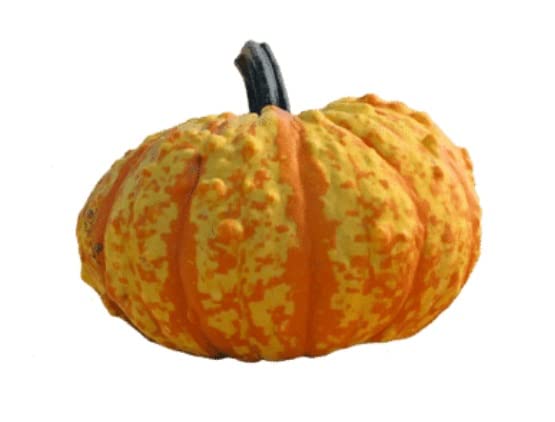 Warty Gnome Mini Pumpkin Seeds for Planting (10 Seeds)