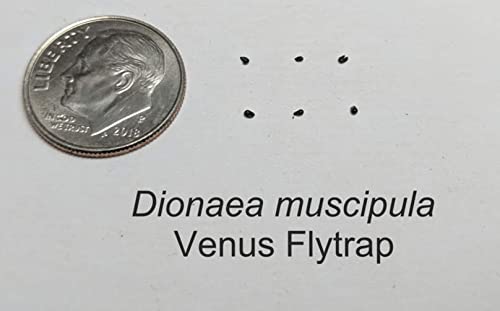 Venus Flytrap Seeds for Planting | 10 Seeds | Grow an Insect Eating Bonsai | Dionaea muscipula Seeds | Made in USA, Ships from Iowa