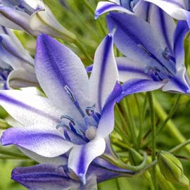 Ithuriel's Spear Rudy Flower Bulbs for Planting (10 Bulbs)
