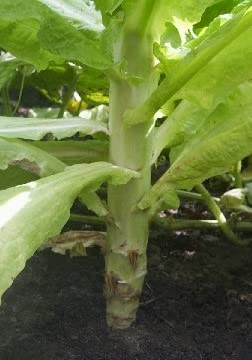 200 Sword Leaf Lettuce Seeds for Planting - Lactuca sativa - AA Choy