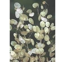 Seedville 100 LUNARIA Biennis (Money Plant / Silver Dollar / Honesty / Moonwort) Flower Seeds