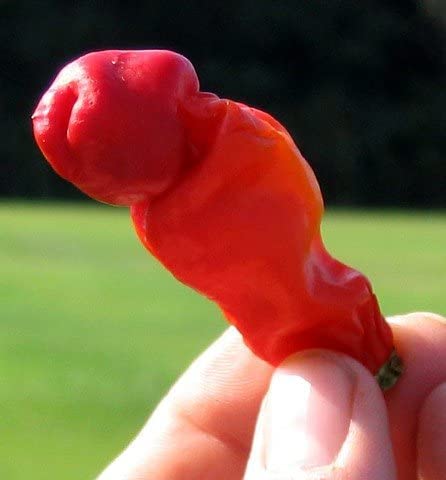 Peter Pepper Seeds to Plant (30 Seeds) - Easy to Grow and Exotic Look