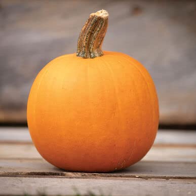 Orange Smoothie Pumpkin Seeds for Planting | 20 Seeds - Cute Little Pumpkins for Painting