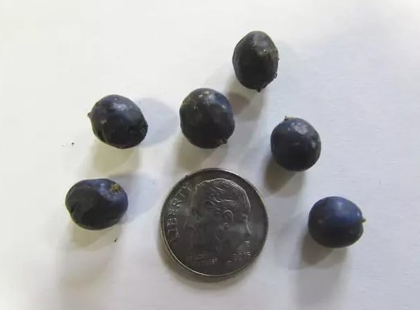 Sapphire Beauty Berry Bush Seeds for Planting - Symplocos paniculata (6 Seeds)
