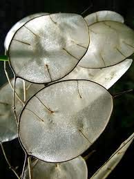 Seedville 100 LUNARIA Biennis (Money Plant / Silver Dollar / Honesty / Moonwort) Flower Seeds