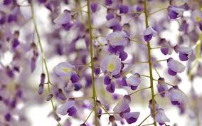 Royal Purple Wisteria - Fragrant Wisteria Live Plant