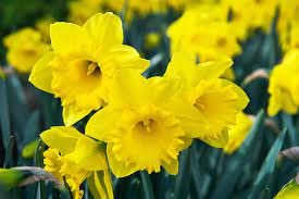 yunakesa Daffodils Bulbs - Mixed Naturalizing Daffodils Value Pack - Daffodils -Flowering Plant.