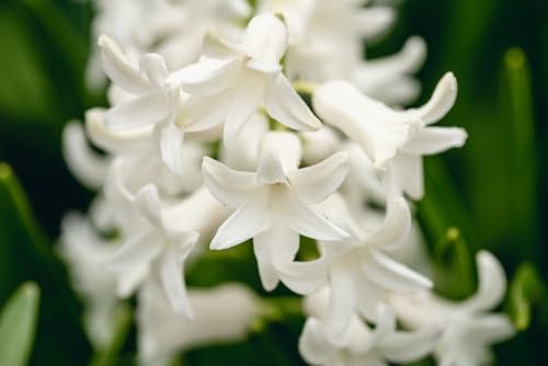 White City Hyacinthoides Bulbs for Planting - Hyacinthoides Hispanica White - Easy to Grow Perennial Flowers for Garden or Container Growing