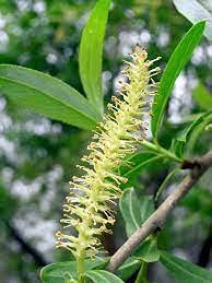 10 Willow Tr?e Cuttings - Crack Willow for Pl?nting